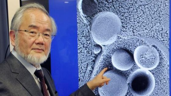 نوبل للطب لمكتشف آليات تجدد الخلايا.. فمن هو وكم أخذ؟