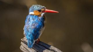 قصة طريفة لإعادة طائر هرب من فرنسا إلى بريطانيا