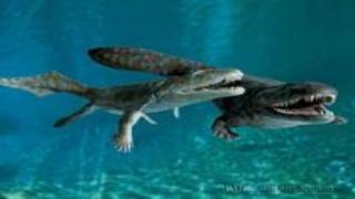 صور سينية تكشف “أول حيوانات ظهرت على كوكب الأرض”