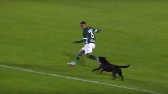 كلب يطارد لاعبا أثناء مباراة لكرة القدم!