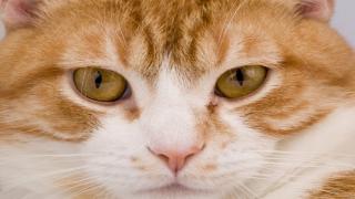 القطط تشكل تهديدا قاتلا لحياة الإنسان