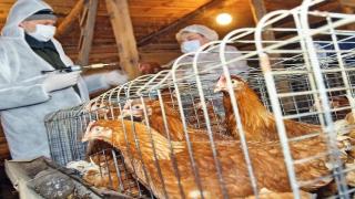 موسكو تعتزم حظر استيراد الدواجن من أوروبا