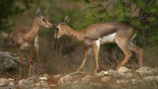صورة غزالين تثير أزمة بين إسرائيل والأمم المتحدة