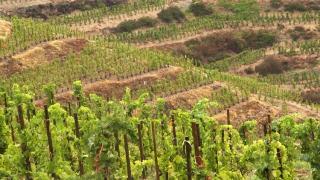 الزراعة الفرنسية تعاني من العقوبات ضد روسيا