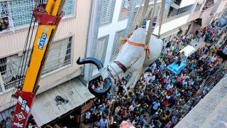 هنا كراتشي.. رافعة عملاقة تهبط بثور وبقرة إلى الأرض