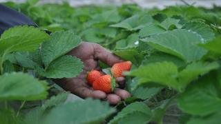 السودان تنضم للدول التي تقاطع المنتجات الزراعية لمصر