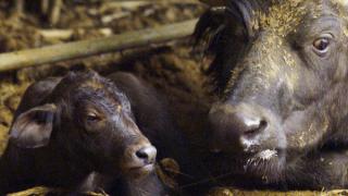 ولادة أول “جاموس أنابيب” في جنوب إفريقيا