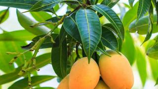 10 فوائد طبية لا تعرفها عن أوراق المانغو