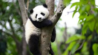 ما سر اللون الأبيض والأسود في دب “الباندا”؟