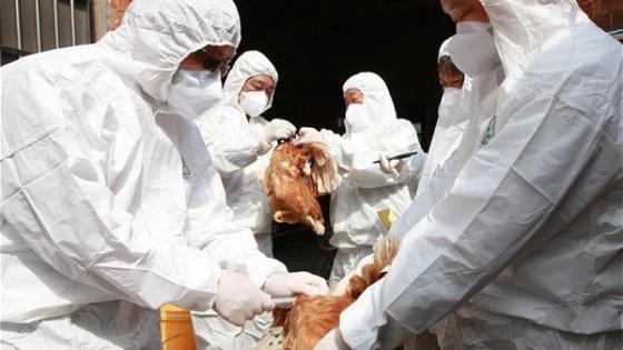 كوريا الجنوبية: ظهور سلالة لإنفلونزا الطيور جد معدية