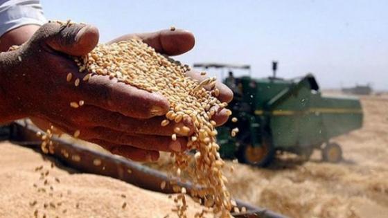السعودية تشتري 610 آلاف طن من القمح الصلد في مناقصة