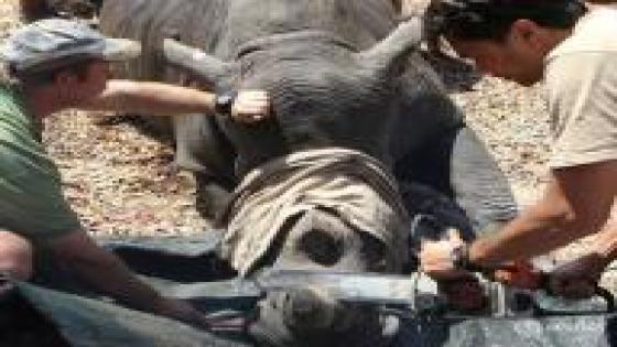 زيمبابوي تعتزم نزع قرون وحيد القرن لمنع الصيد غير المشروع