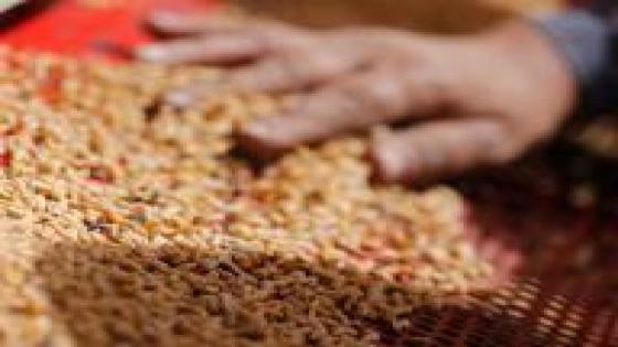 تقرير برلماني: الحكومة المصرية متواطئة في فساد القمح